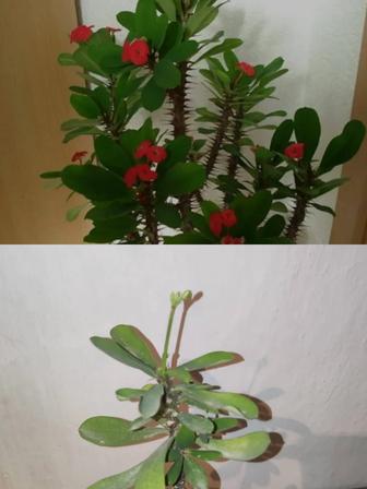 Молочай миля цветущий