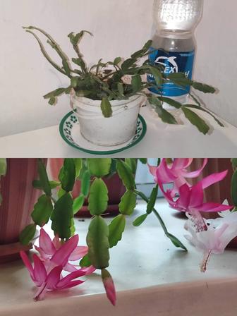 Декабрист цветущий