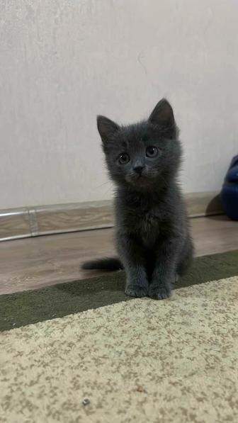 Породистая котенок