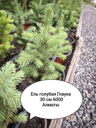 Ель голубая, Пихта, туя Смарагд