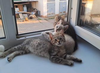 Котята ищут семью