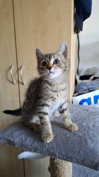 Котята ищут семью