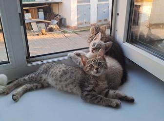 Котята ищут семью