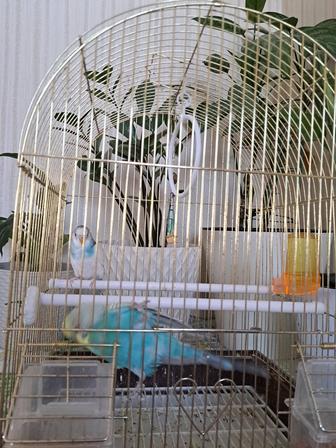 Волнистые попугайчики