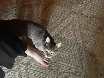 Отдам кота в хорошие руки