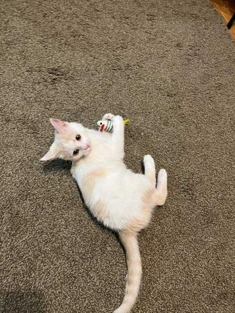 Отдам котенка в добрые руки
