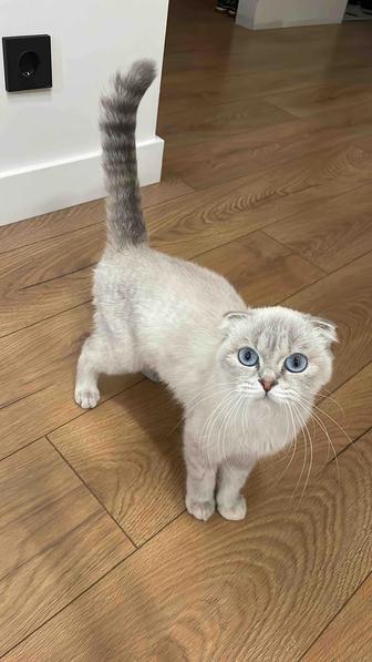 Кошка вислоухий скоттиш fold