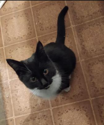 Отдам котенка в добрые руки