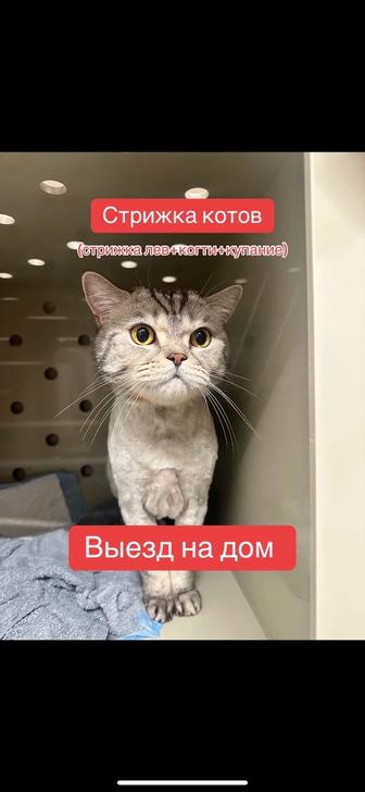 Стрижка котов/собак