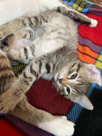 Котята,кошечки,котики