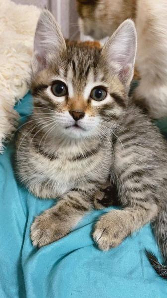 Котята,кошечки,котики