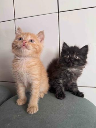 Отдам котенка