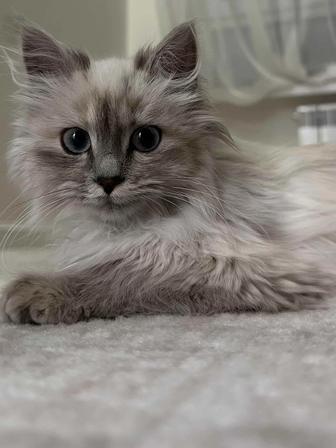 Продамкотёнка