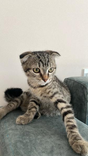 Отдам кота