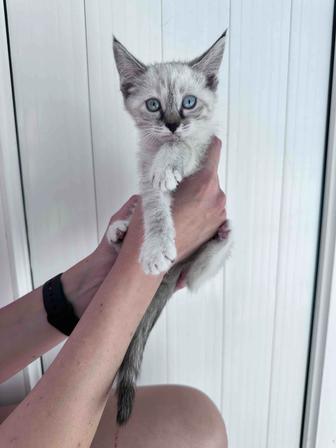 Отдам котят в добрые руки, бесплатно!