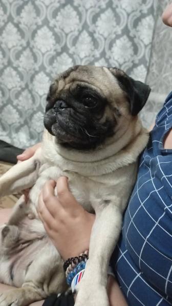 Отдам собачку мальчика мопс