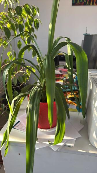 Продам комнатные цветы