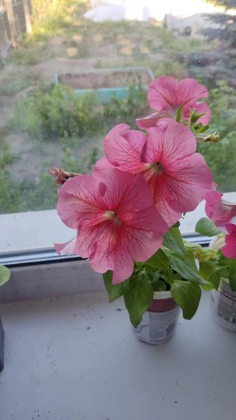 Петунья сортовая