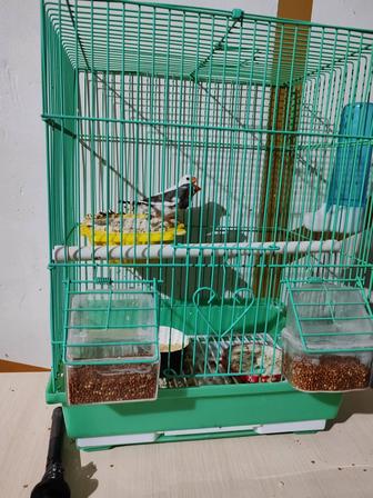 Продаются амадины