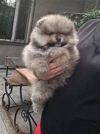Шпиц мальчик