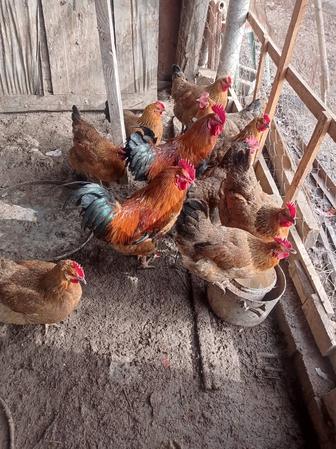 Продам петуха