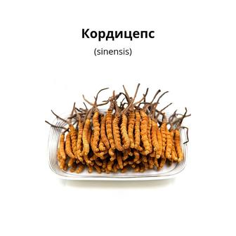 Кордицепс (sinensis)