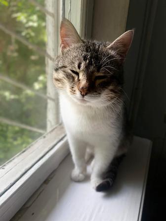 Отдам в добрые руки чудесного кота