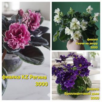 Цветы домашние