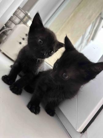 Котята