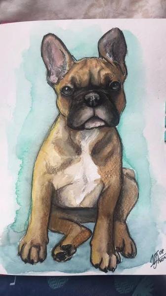 Французский бульдог в хорошие руки