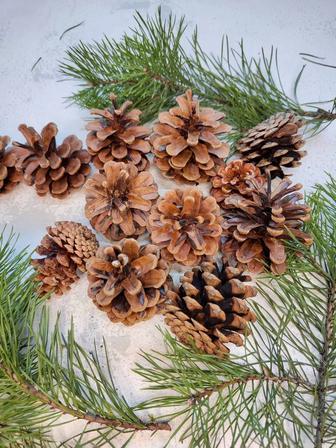 Шишки сосновые крупные