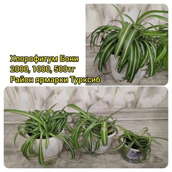 Хлорофитум Бонни