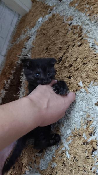 Шотландская вислоухая кошка 2 мес