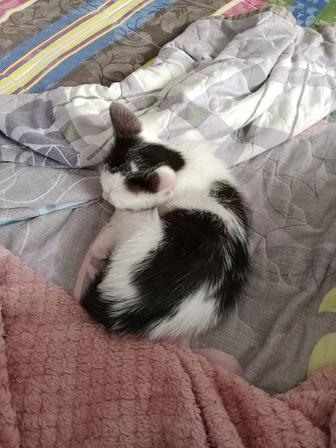 Котенок