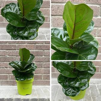 Фикус лировидный