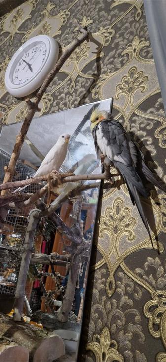 Попугай ручной говорящий