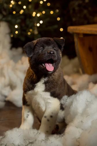 Мощные Крупные щенки Американской Акиты