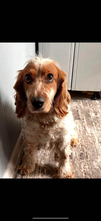 Отдам собаку в связи с переездом