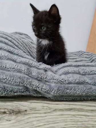 Отдам котенка