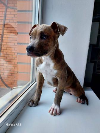 Продам щенков Американского Стаффордширского Терьера