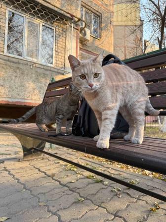 Кот добряк, кастрированный и очень ласковый