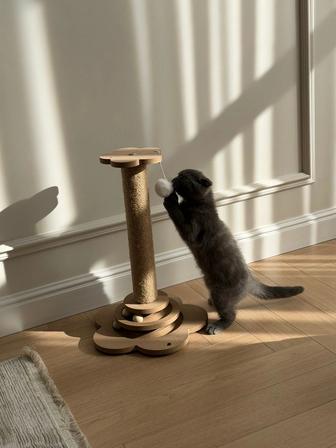 Продам котенка