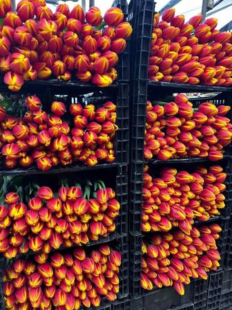 Тюльпаны оптом в розницу