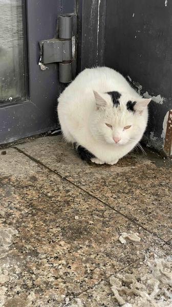 Отдам, бесплатно, белый кот мерзнет у супермаркета, ищет дом