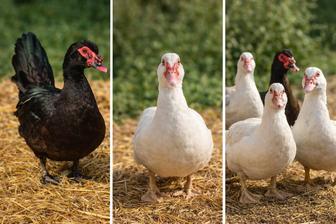 Продам индоуток (мускусных уток)