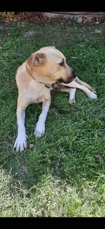 Отдам собаку