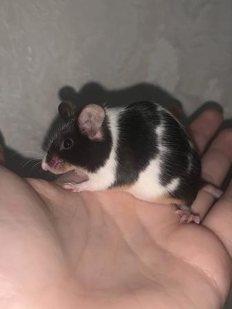 Декоративная мышь(самка) окраса Tricolor