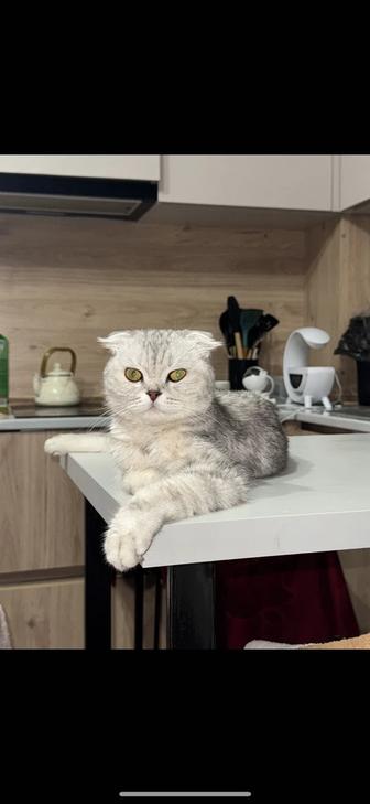 продаем кошку