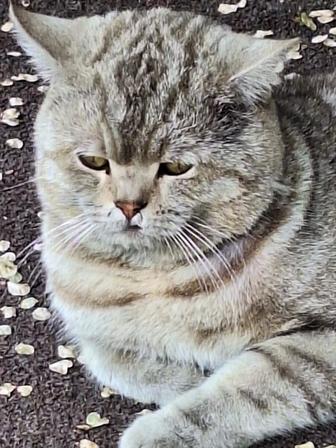 Котик в добрые руки