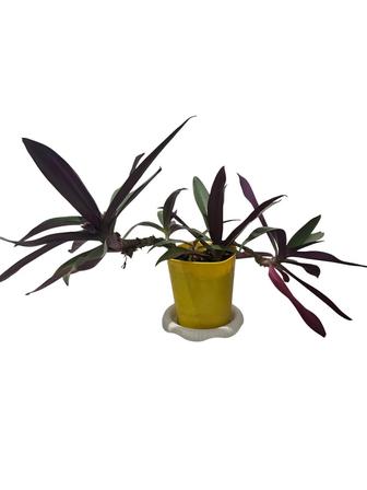 Традесканция пурпурная